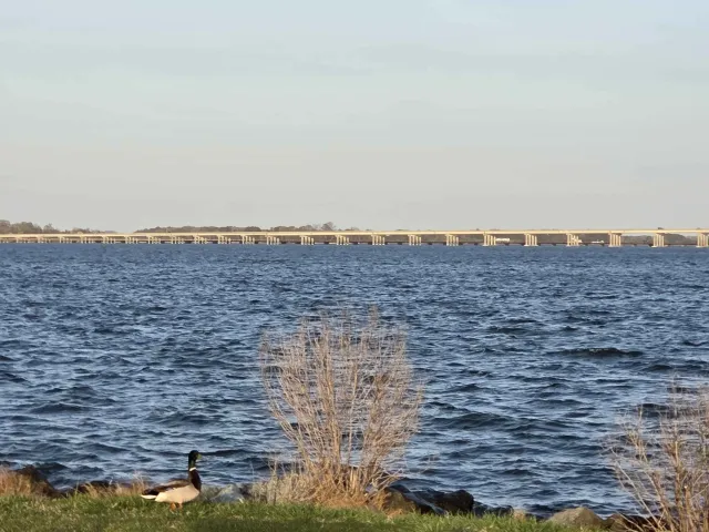 Shoreline view at Gerry Boyle Park at Great Marsh in Cambridge, Maryland, with mallard ducks near the water.