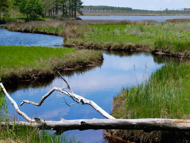 A winding creek meanders through the salt marsh.