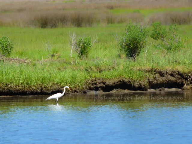 White egret wading in shallow blue water along a grassy marsh shoreline at Janes Island State Park.