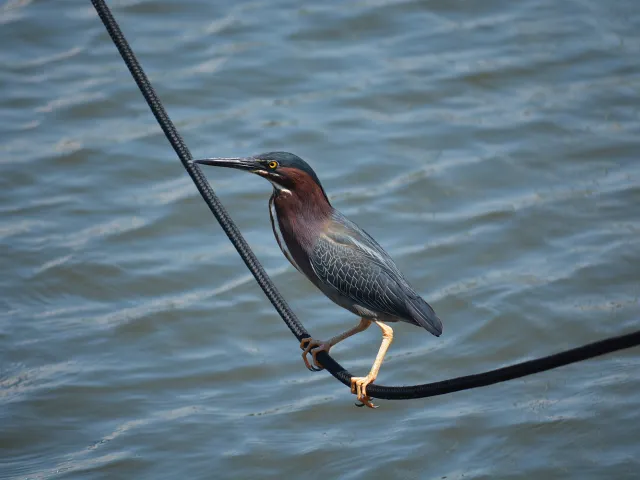 Feathered hunter sits alert as he patiently waits for lunch.