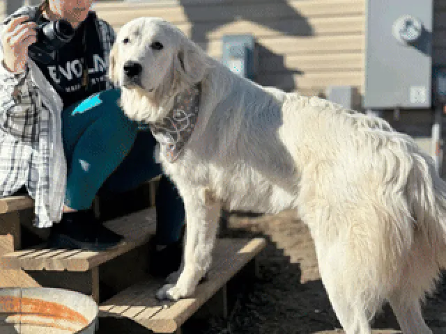 Doggo is so happy to see Rachel!